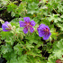 Geranium magnificum