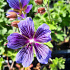 Geranium magnificum