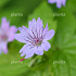 Geranium nodosum