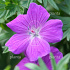 Geranium sanguineum 'Max Frei'