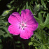 Geranium sanguineum