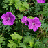 Geranium sanguineum