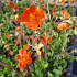Geum coccineum 'Borisii'