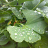 Ginkgo biloba 'Mariken'