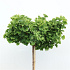 Ginkgo biloba 'Mariken'