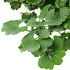 Ginkgo biloba 'Mariken'