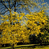 Gleditsia triacanthos