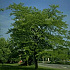 Gleditsia triacanthos