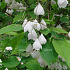 Halesia carolina