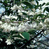 Halesia carolina