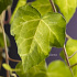 Hedera colchica 'Sulphur Heart'