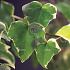 Hedera helix 'Glacier'