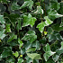 Hedera helix 'Glacier'
