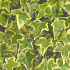 Hedera hel. 'Goldchild'
