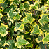 Hedera hel. 'Goldchild'