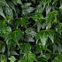 Hedera helix 'Green Ripple'
