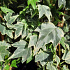 Hedera helix 'White Ripple'