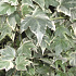 Hedera helix 'White Ripple'