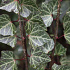 Hedera helix 'Woerner'
