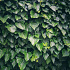 Hedera helix 'Woerner'