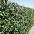 Hedera hibernica