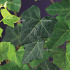 Hedera hibernica