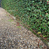 Hedera hibernica