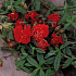 Helianthemum 'Amabile Plenum'