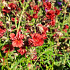 Helianthemum 'Amabile Plenum'