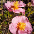 Helianthemum 'Lawrenson's Pink'