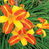 Hemerocallis 'Frans Hals'