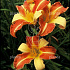 Hemerocallis 'Frans Hals'