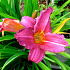 Hemerocallis 'Summer Wine'