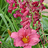 Hemerocallis 'Summer Wine'