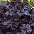 Heuchera 'Obsidian'