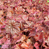 Heuchera micrantha 'Palace Purple'