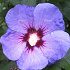 Hibiscus syr. 'Oiseau Bleu'