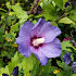 Hibiscus syr. 'Oiseau Bleu'
