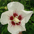 Hibiscus syr. 'Red Heart'