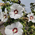Hibiscus syr. 'Red Heart'