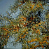 Hippophae rhamnoides