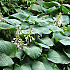 Hosta 'Big Daddy'