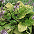 Hosta 'Sum and Substance'