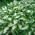 Hosta 'Undulata Mediovariegata'