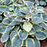 Hosta sieboldiana 'Frances Williams'
