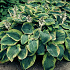 Hosta sieboldiana 'Frances Williams'