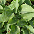 Hosta tardiana 'Halcyon'