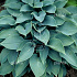 Hosta tardiana 'Halcyon'