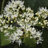 Hydrangea anomala petiolaris