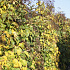 Hydrangea anomala petiolaris